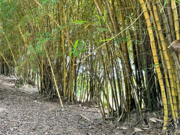 Baru, Chiriquí,