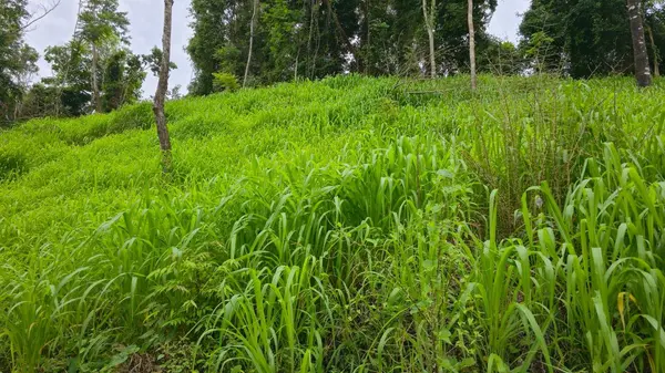 Baru, Chiriquí,