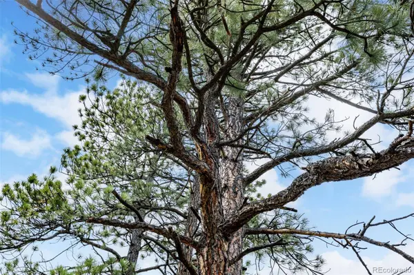 8160 Bannock DR, Larkspur, CO 80118