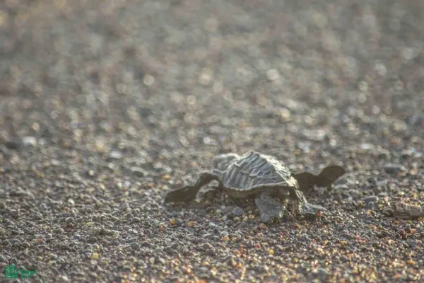 La Reserva Lot 2 / Playa Camaronal,