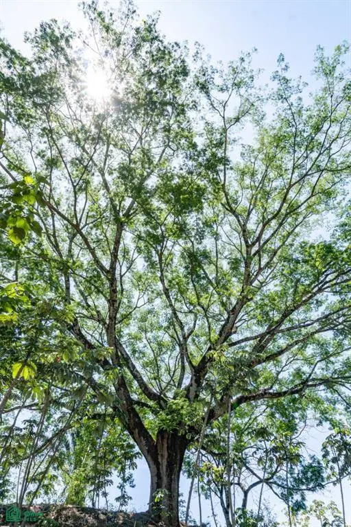 Cuajiniquil Lot / Cuajiniquil, Nicoya, 50206