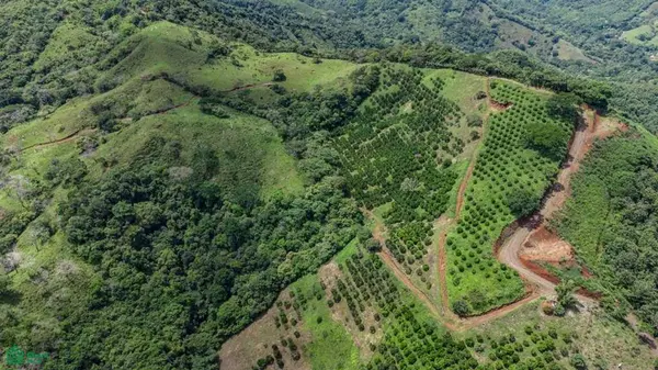 Maquenco Finca – 7.9 ha Orange Orchard with Views, Nicoya, 50207