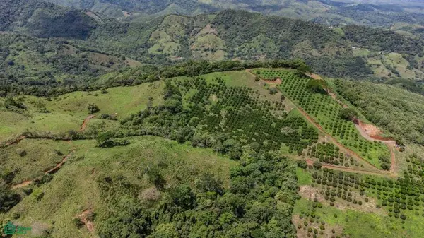 Maquenco Finca – 7.9 ha Orange Orchard with Views, Nicoya, 50207