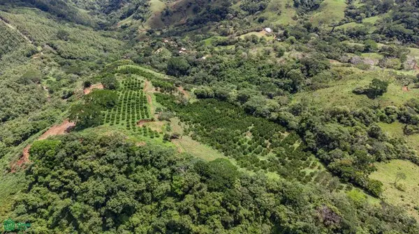 Maquenco Finca – 7.9 ha Orange Orchard with Views, Nicoya, 50207