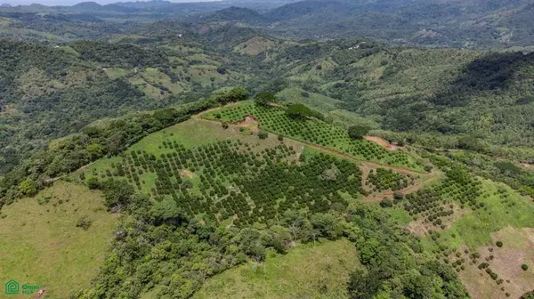 Maquenco Finca – 7.9 ha Orange Orchard with Views, Nicoya, 50207