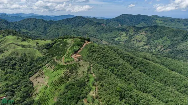 Maquenco Finca – 7.9 ha Orange Orchard with Views, Nicoya, 50207