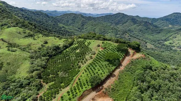 Maquenco Finca – 7.9 ha Orange Orchard with Views, Nicoya, 50207