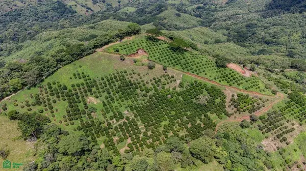 Maquenco Finca – 7.9 ha Orange Orchard with Views, Nicoya, 50207