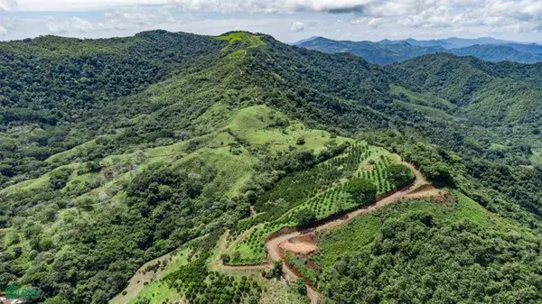 Maquenco Finca – 7.9 ha Orange Orchard with Views, Nicoya, 50207