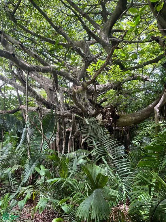 Finca Naranjalito Hills, Nicoya, 50205