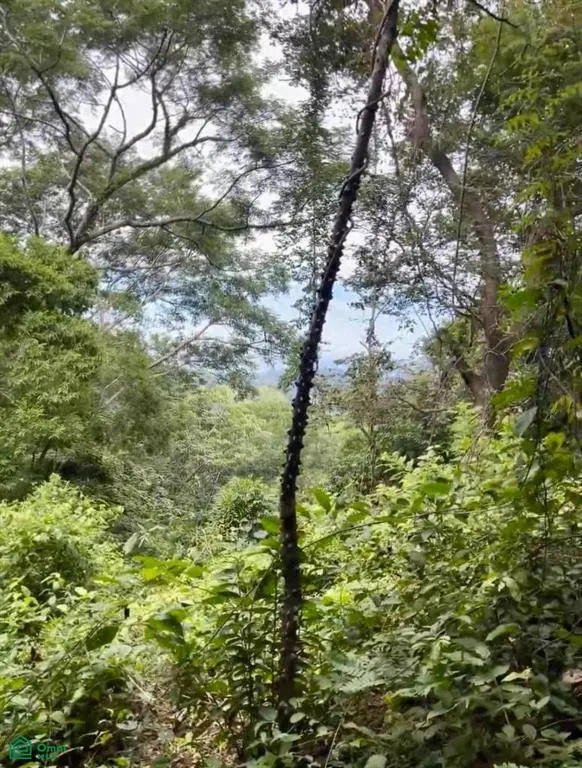 Finca Naranjalito Hills, Nicoya, 50205