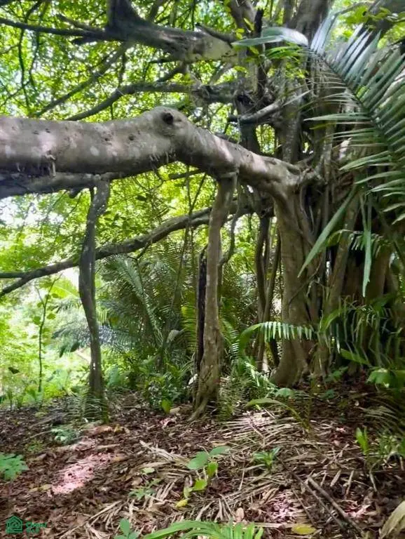 Finca Naranjalito Hills, Nicoya, 50205