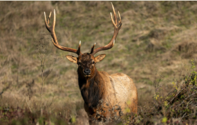Elk Hunting in Wyoming & Idaho 