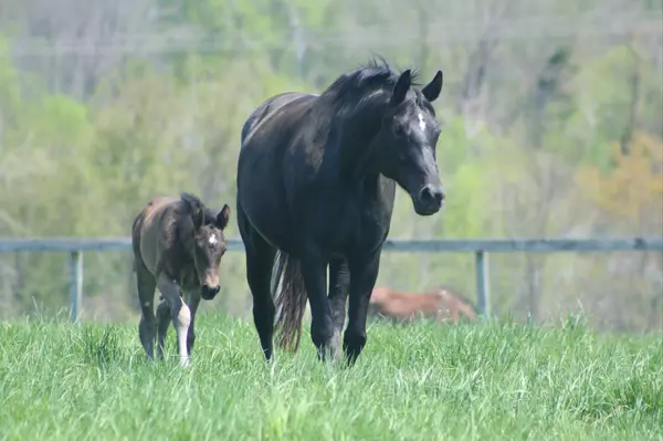 Broodmare Barn