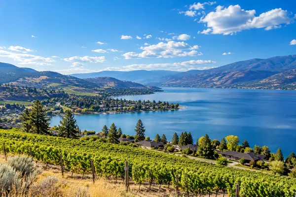 Okanagan Lake Vineyard Panorama