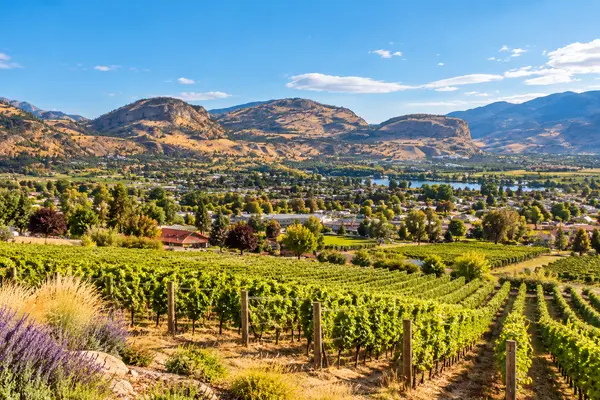 Vineyards near Oliver