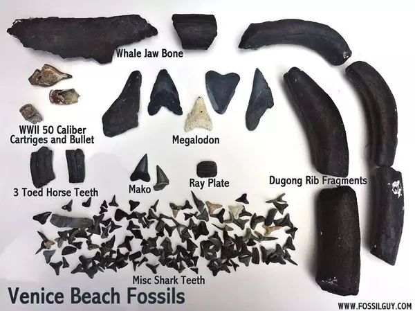 Venice, Florida: The Shark Tooth Capital of the World