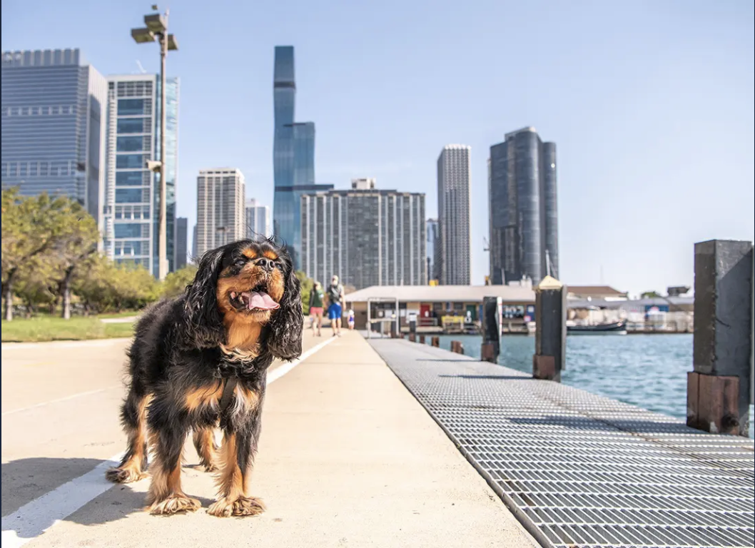 Furry Resident of the Trifecta. River North, Gold Coast and Streeterville