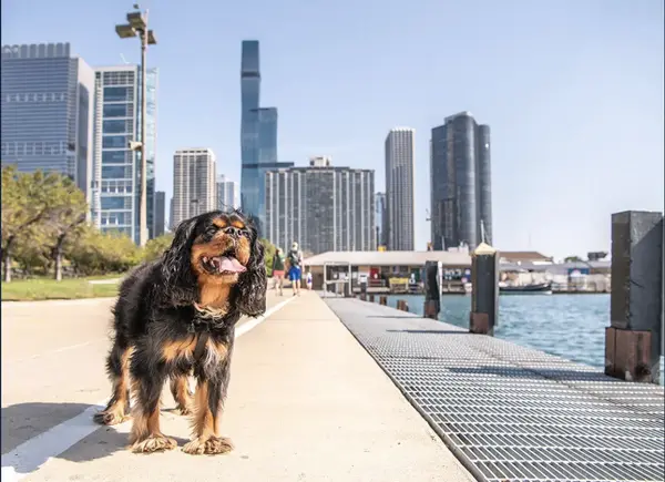 The Architecture of Summer: Liquid Real Estate and the Near North Waterfront