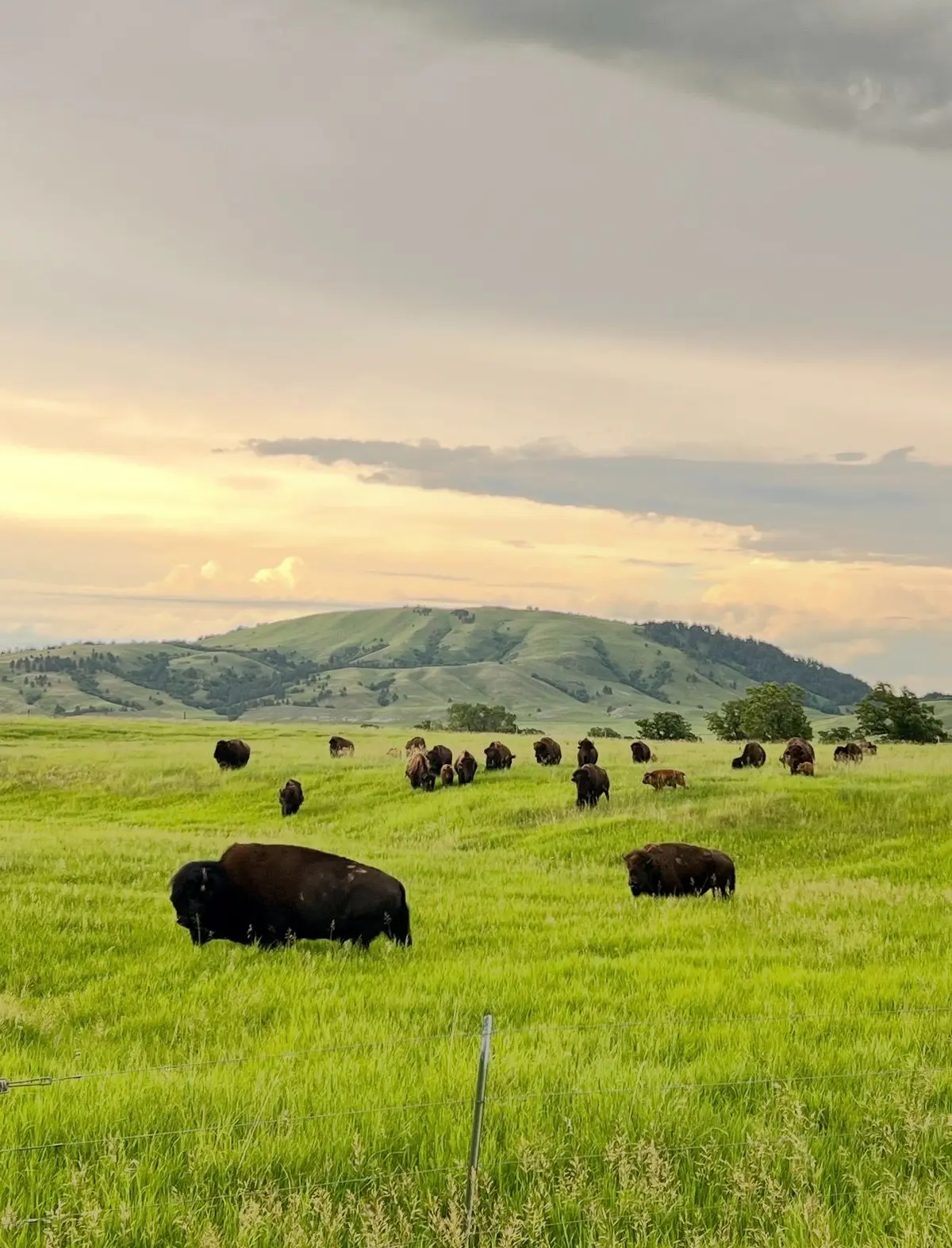 6621 Green Mountain Ct, Spearfish SD Buffalo roaming at base of mountain in Black Hills