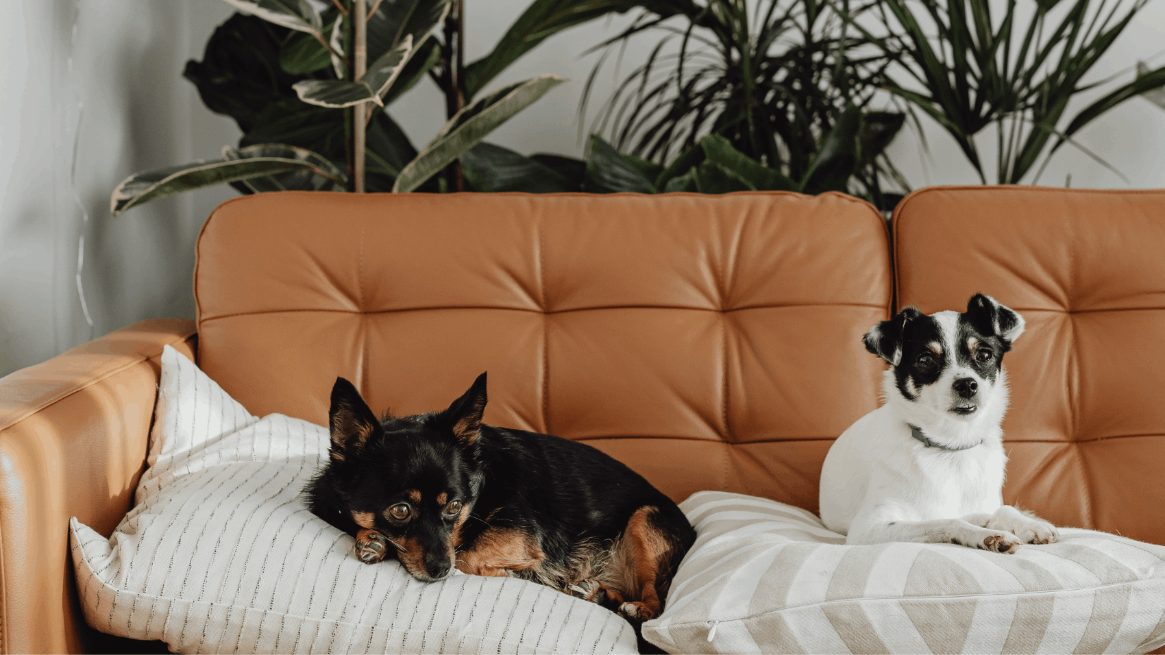 Pet-Friendly Features That Buyers Love