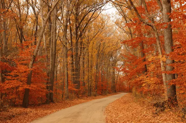 The Ultimate Guide to the Best Spots to See Fall Colours in Toronto and Surrounding Areas