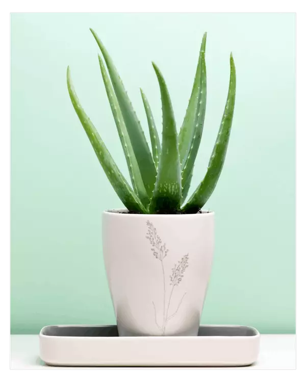 Breathe Even Easier: A Closer Look at Top Air-Purifying Plants for Your Toronto Home