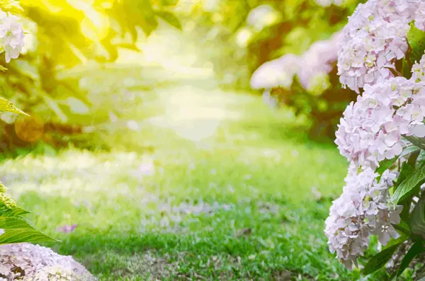feature image of 4 Easy Summer Gardening Tips for Homeowners in Toronto and Surrounding Areas