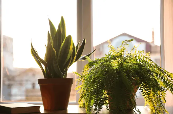 The Best Air-Purifying Plants for Your Toronto Home