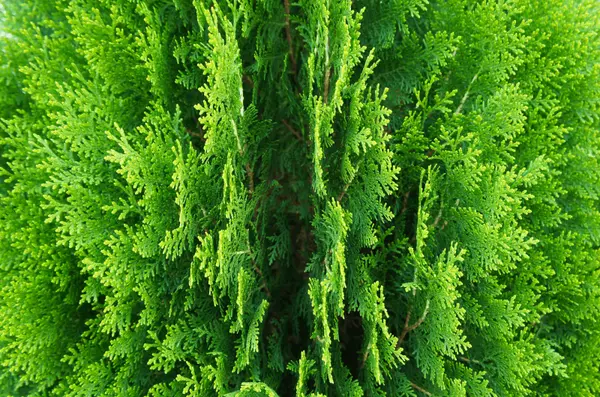 feature image of The Best Privacy Trees for Homeowners in Toronto and Surrounding Areas