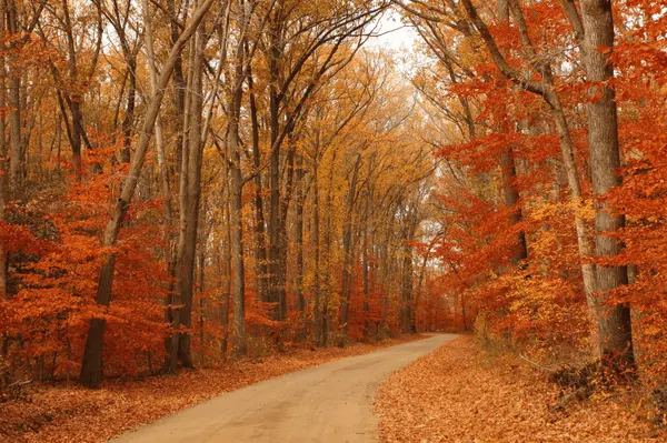Get Your Home Ready for Fall: Essential Seasonal Maintenance for Toronto Homeowners