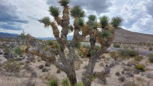 Living Near Red Rock Canyon: The Ultimate Guide to Life, Real Estate, and Adventure