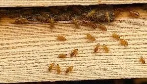 feature image of Is a Termite Inspection Required When Buying a Home?