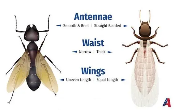 Wood-Eating Insects: The Silent Threat to Your Home