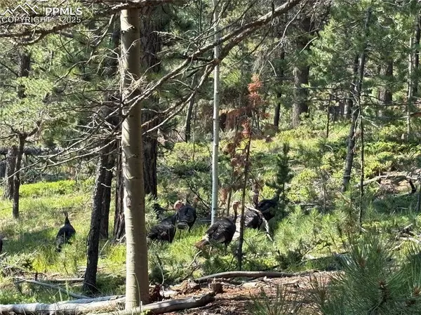 44 E Valley LN, Woodland Park, CO 80863
