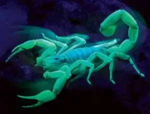 Scorpions in the Phoenix Metro Area