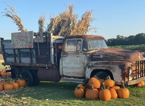Best Pumpkin Patches in and around Austin, Texas,Beata Burgeson