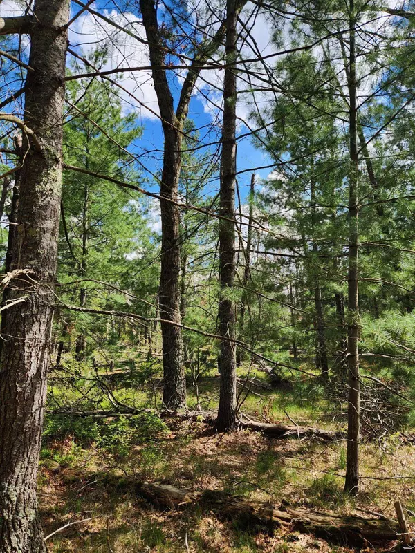 8950 S Chatman Street, Idlewild, MI 49642