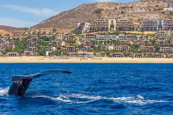 The Marina, Beach and Resort Lifestyle That Defines Cabo San Lucas