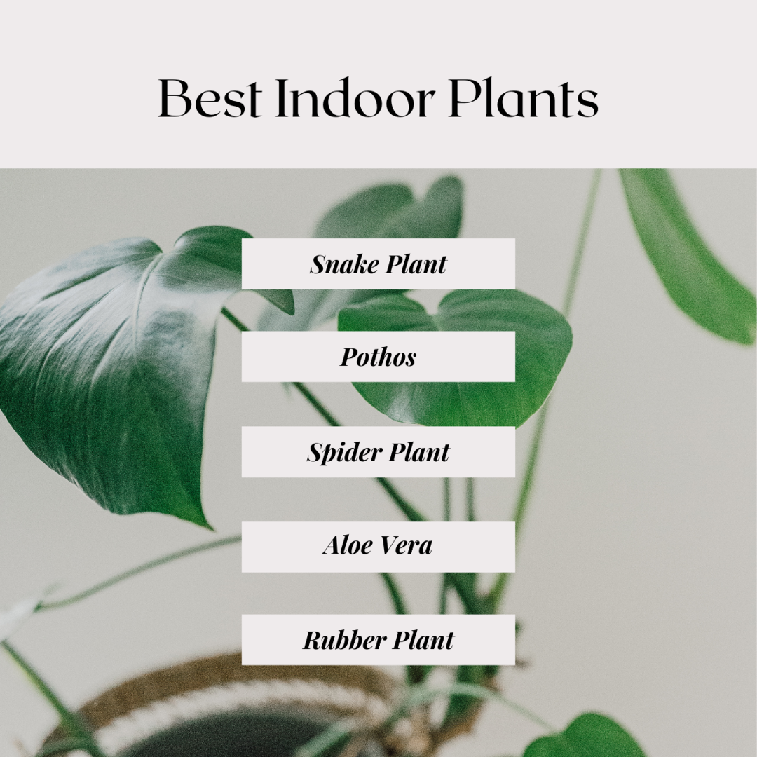 Best Indoor Plants | The Zack Grimmer Group, Powered by Real