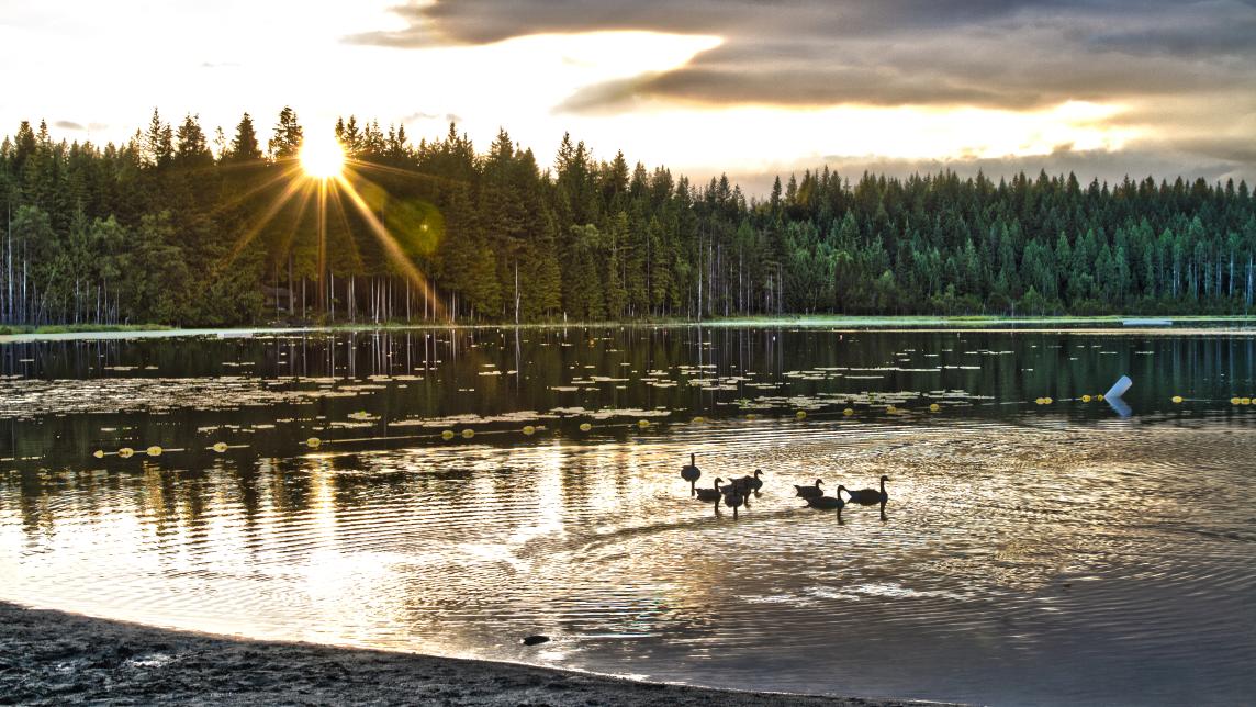 Whonnock Lake, the family-friendly lake on the eastern edge of Maple Ridge