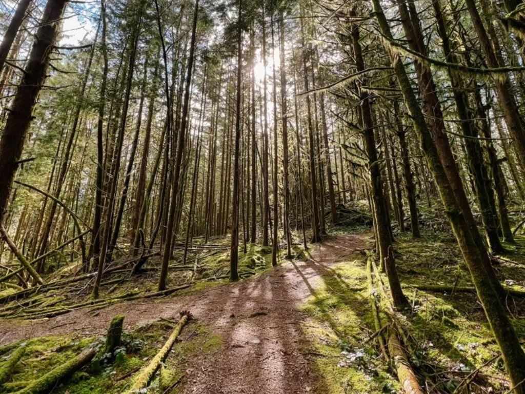 Malcolm Knapp Trail through old-growth cedar