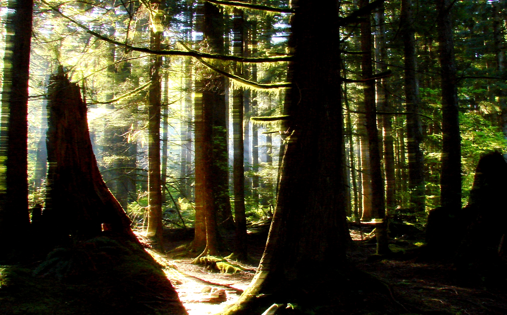 Old growth forest with golden light rays near Silver Valley Maple Ridge