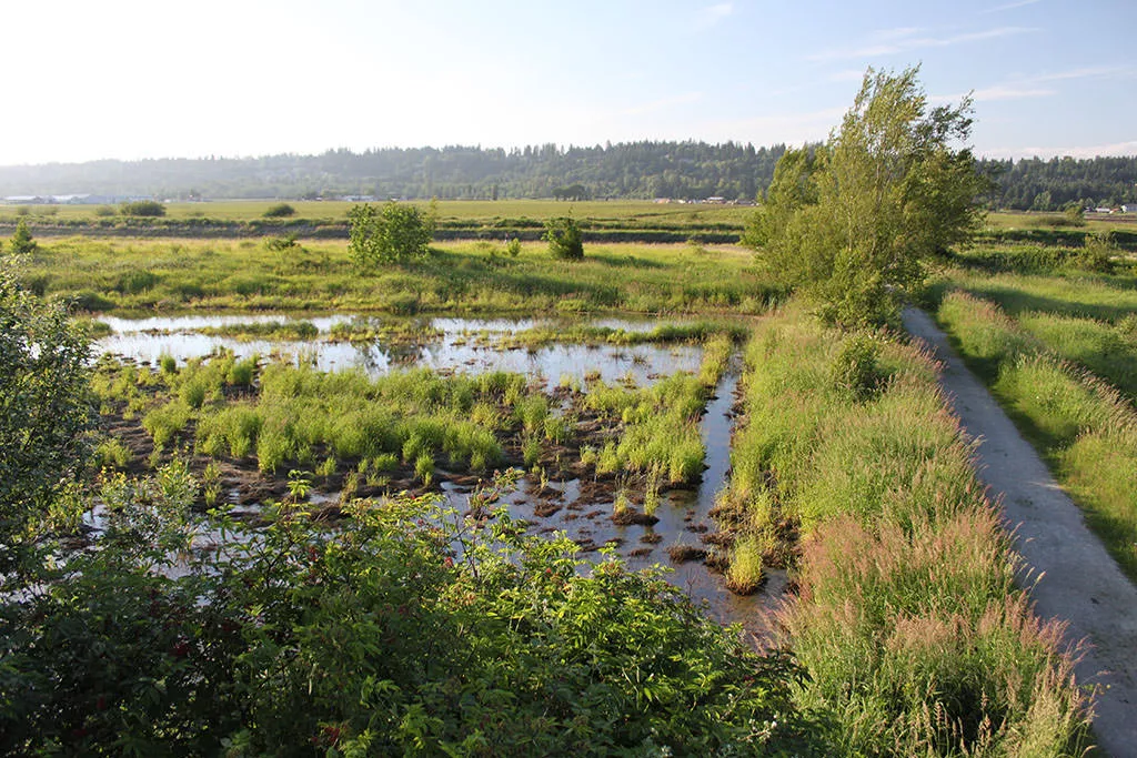 Serpentine Fen Nature Trail Surrey