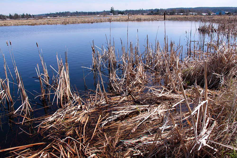 Serpentine Fen wetland