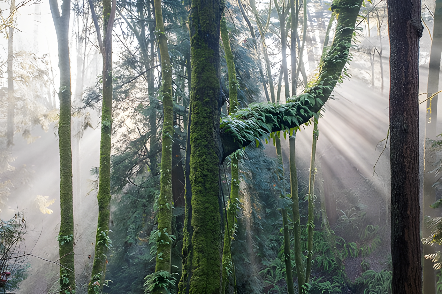 Robson Park Ravine, Cedar Hills