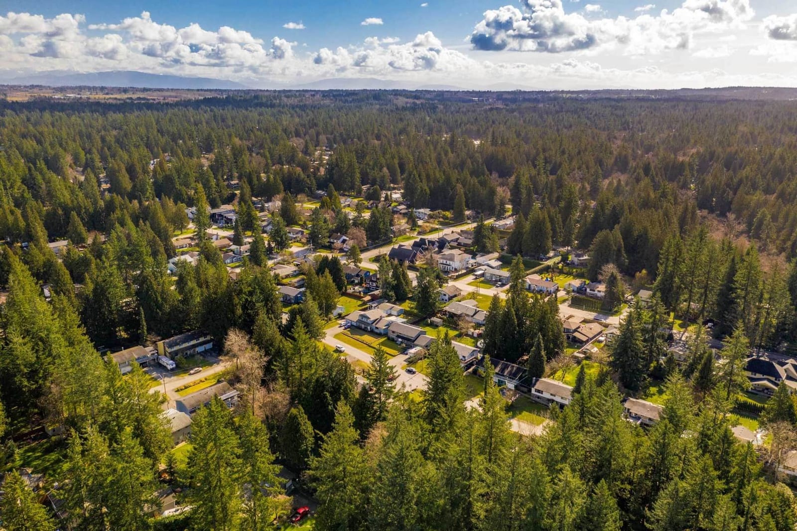 Aerial view of Brookswood streets under tall conifers in Langley