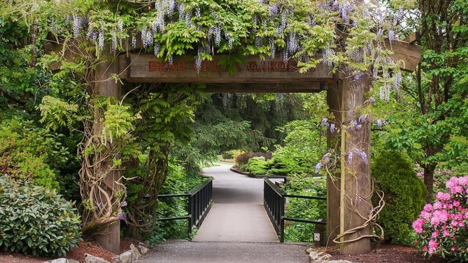 The wisteria arbour at the Bear Creek Gardens entrance in Surrey