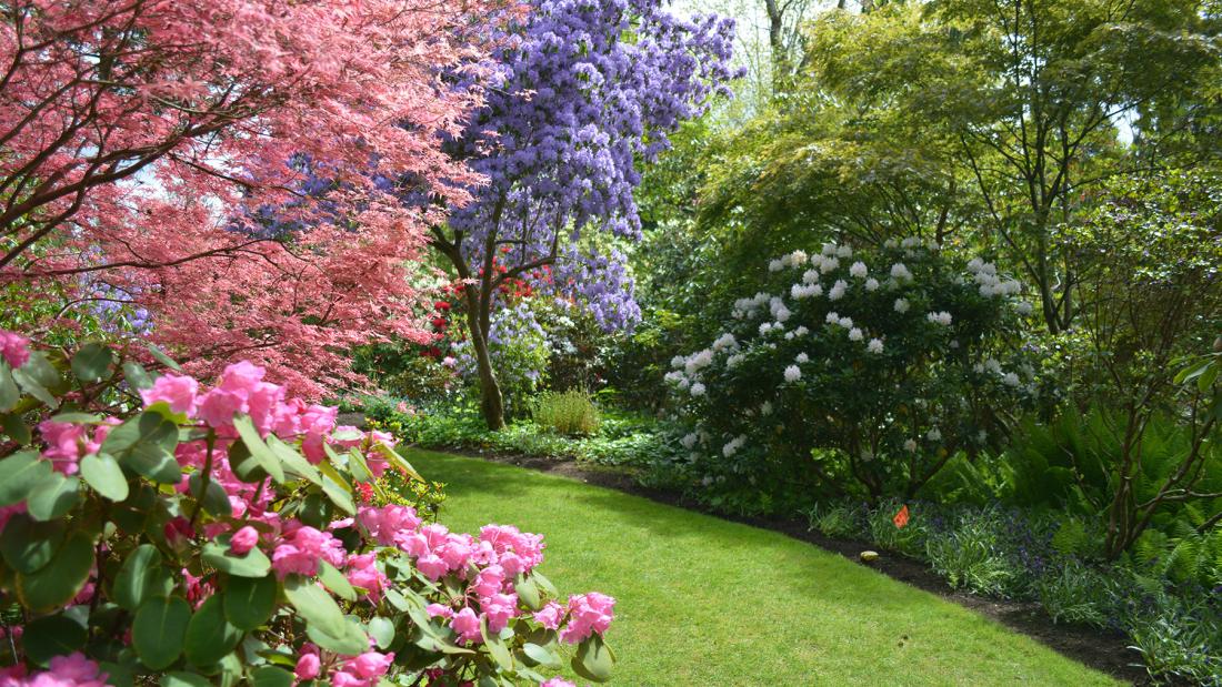 Rhododendrons and Japanese maples at The Glades woodland garden in South Surrey