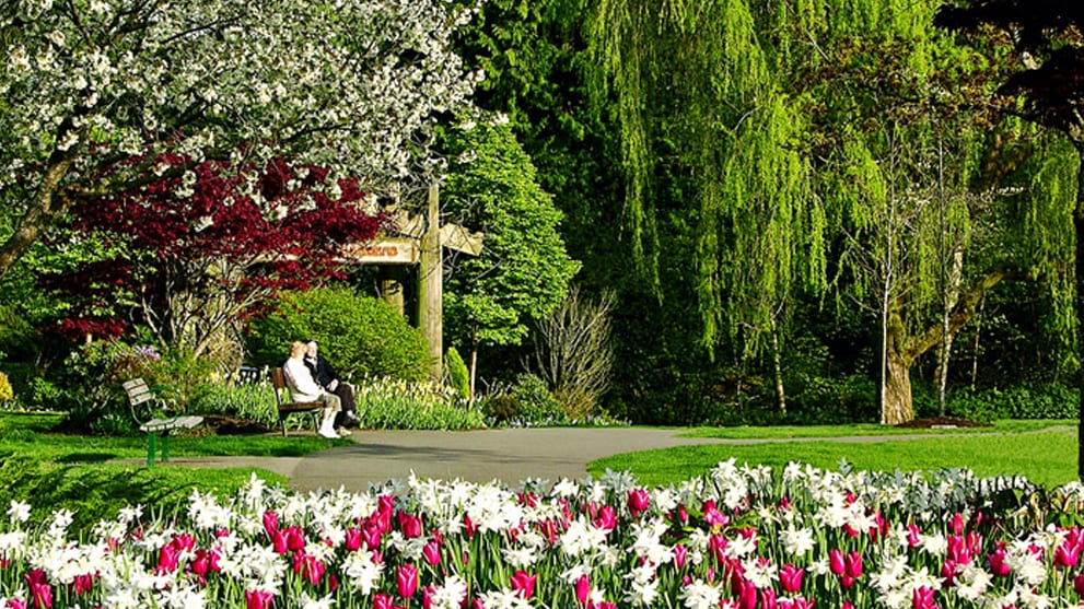 Spring tulips and daffodils beside a path in the Bear Creek Park gardens, Surrey
